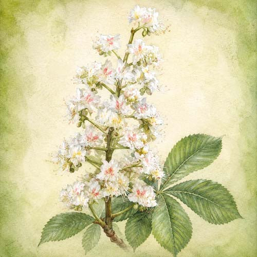 White Chestnut Flower Essence remedy